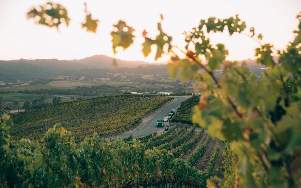 View of the Reynoso Vineyards